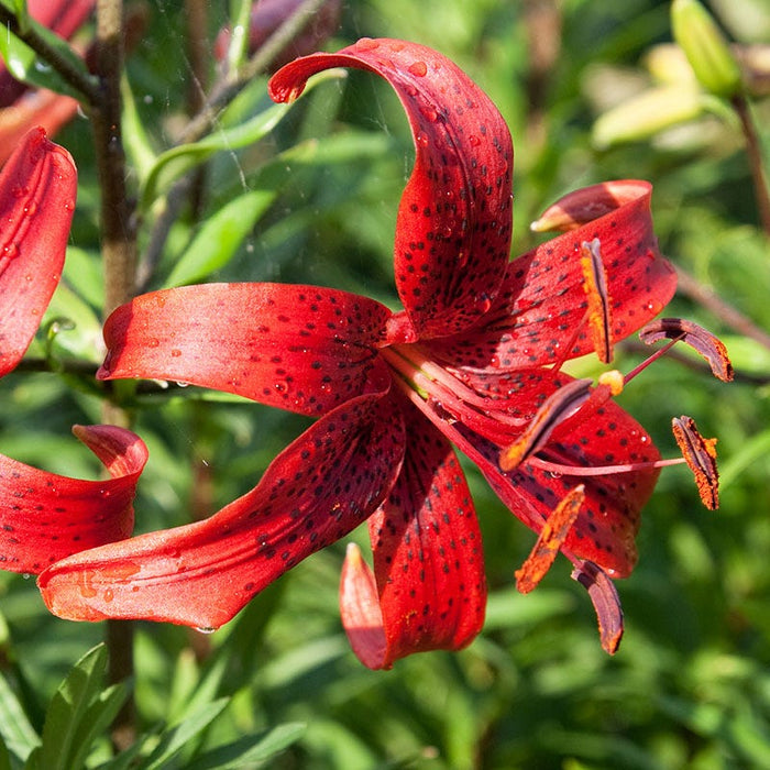 Lilium-Tiger Red - G1