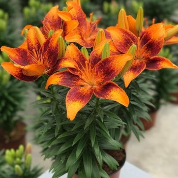 Lilium-Tiny Cosmic - G1