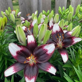 Lilium-Tiny Halo Eclipse - G1