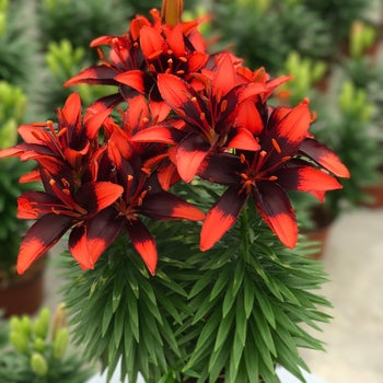 Lilium-Tiny Ink - G1