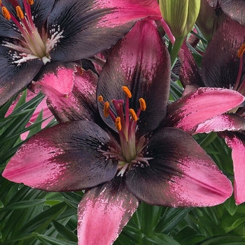 Lilium-Trendy Santiago - G1
