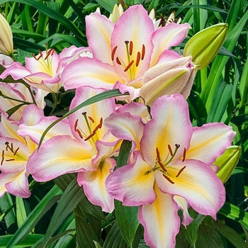 Lilium-Tricolor - G1