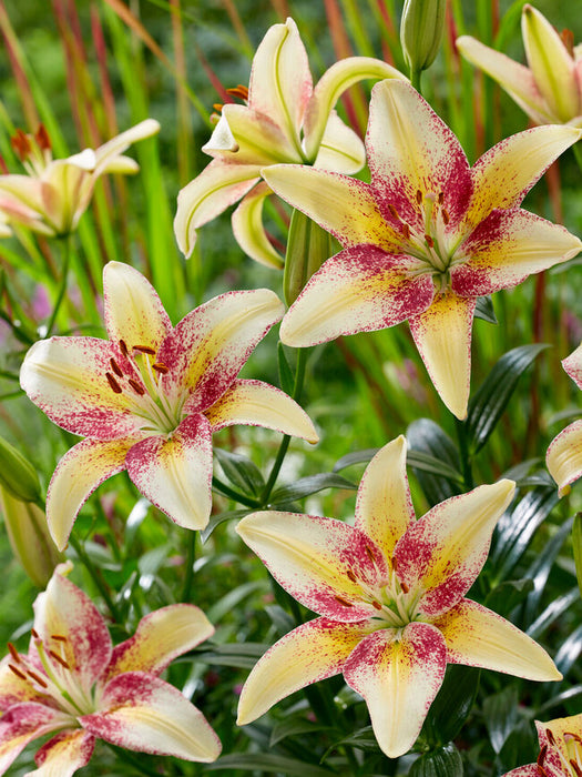 Lilium-Tripple Dance - G1