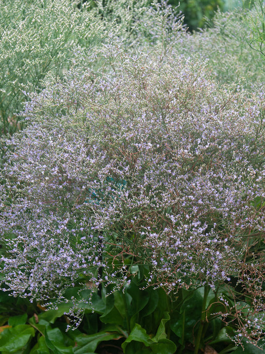 Limonium-Sea Lavender - G1