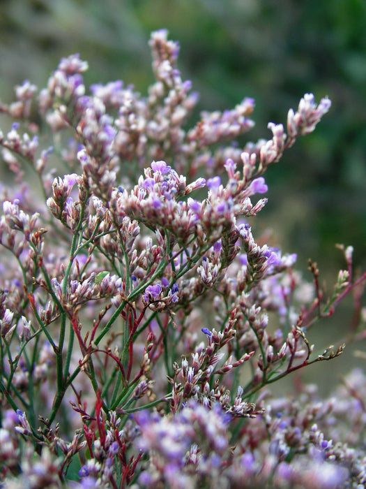 Limonium-Sea Lavender - G1
