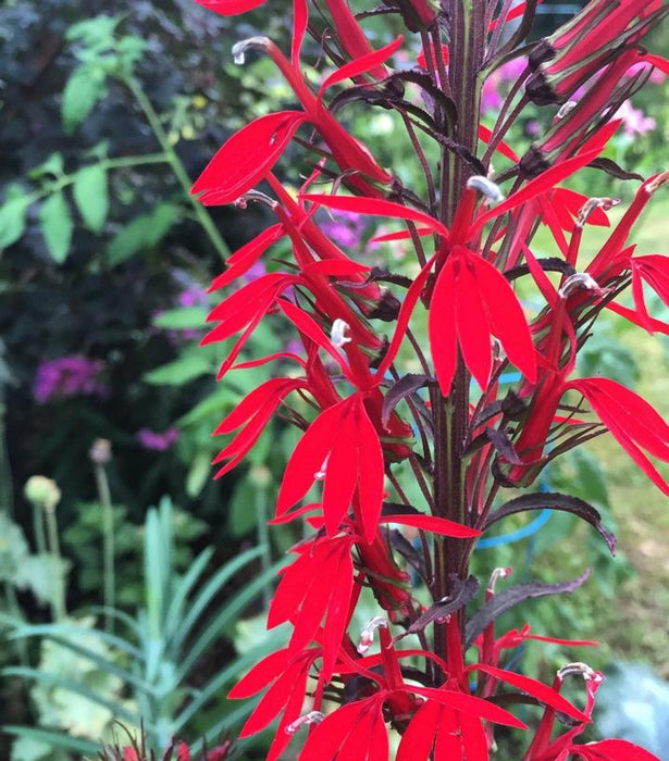 Lobelia-Black Truffle - G1