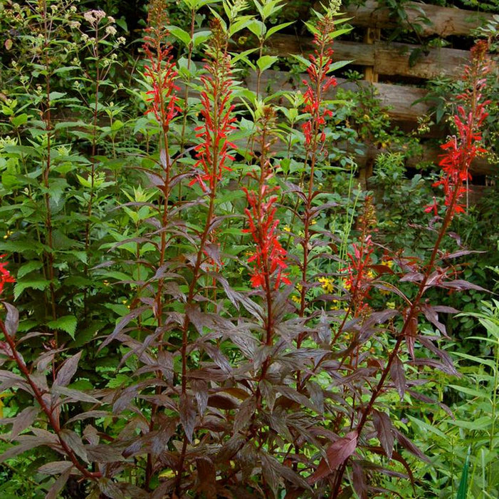 Lobelia-Black Truffle - G1