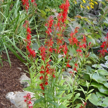 Lobelia-Cardinal flower - G1