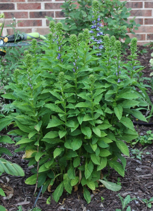 Lobelia-Great Blue Lobelia - G1