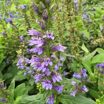 Lobelia-Great Blue Lobelia - G1