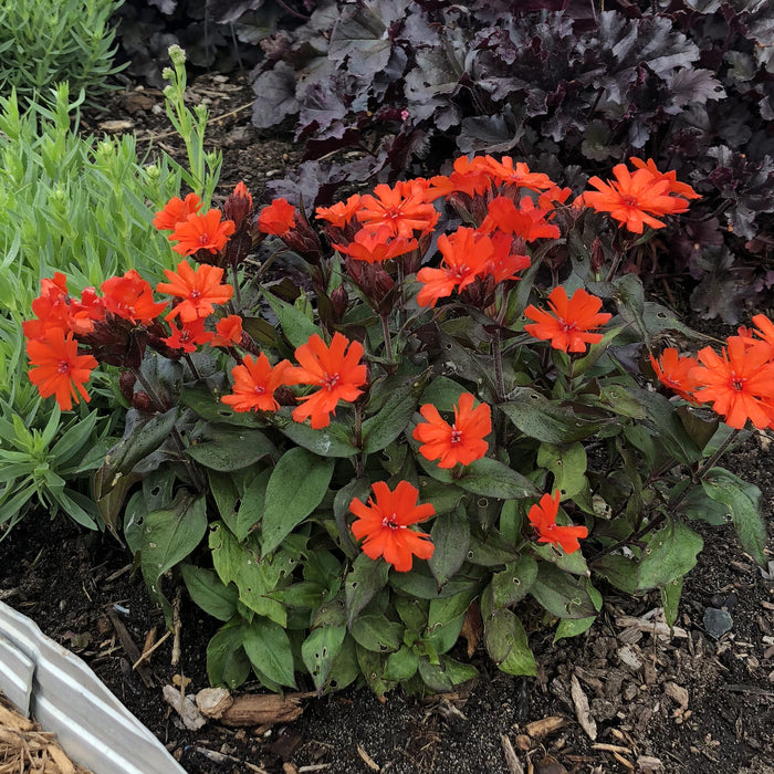 Lychnis-Orange Gnome - G1