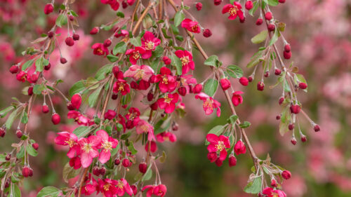 Crabapple-Ruby Tears - G10