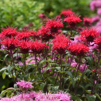Monarda-Bee Mine Red- G1