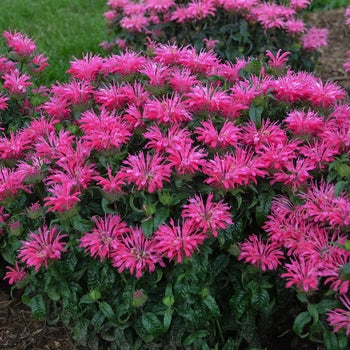 Monarda-Electric Neon Pink - G1