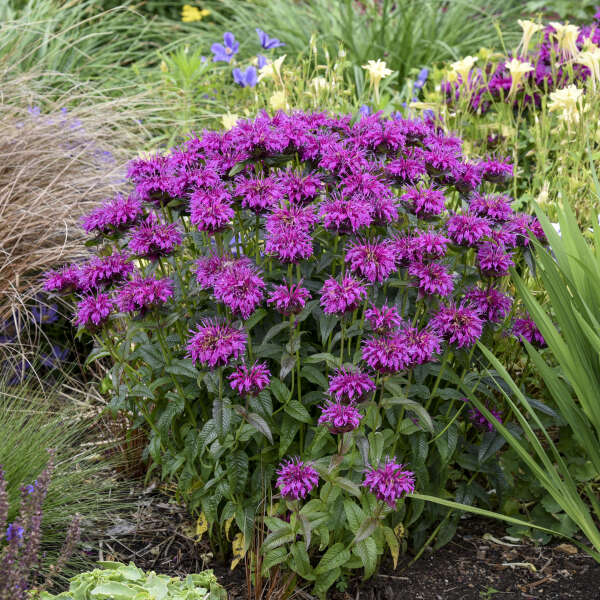 Monarda-Electric Neon Pur. - G1