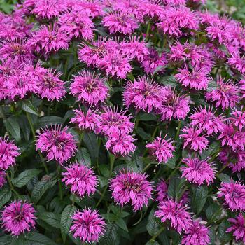 Monarda-Electric Neon Pur. - G1