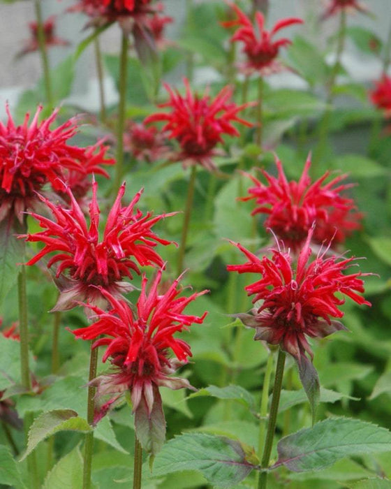 Monarda-Jacob Cline - G1