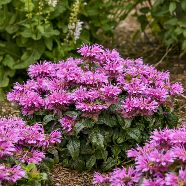 Monarda-Leading Lady Orch. - G1
