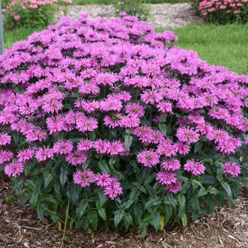 Monarda-Lavender Taffeta - G1