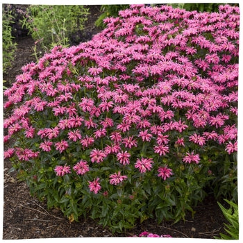 Monarda-Pink Chenille - G1