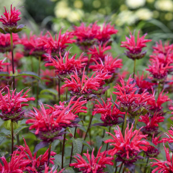 Monarda-Upscale Red Velvet - G1