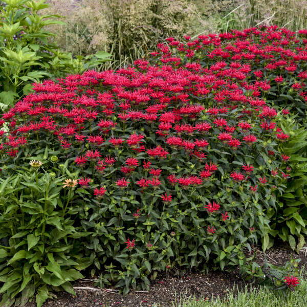 Monarda-Upscale Red Velvet - G1