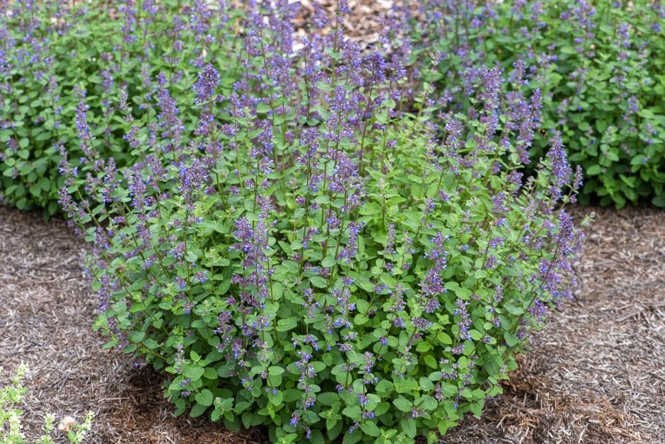 Nepeta-Blue Wonder - G1