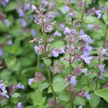 Nepeta-Blue Wonder - G1