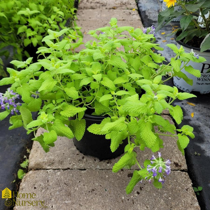 Nepeta-Chart. on the Loose - G1