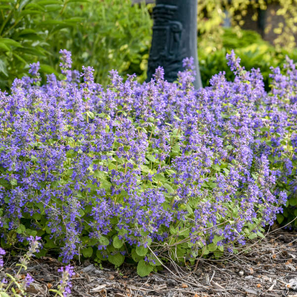 Nepeta-Chart. on the Loose - G1