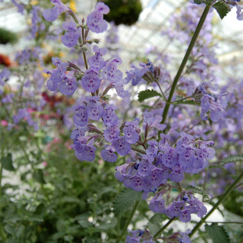 Nepeta-Walker's Low - G1