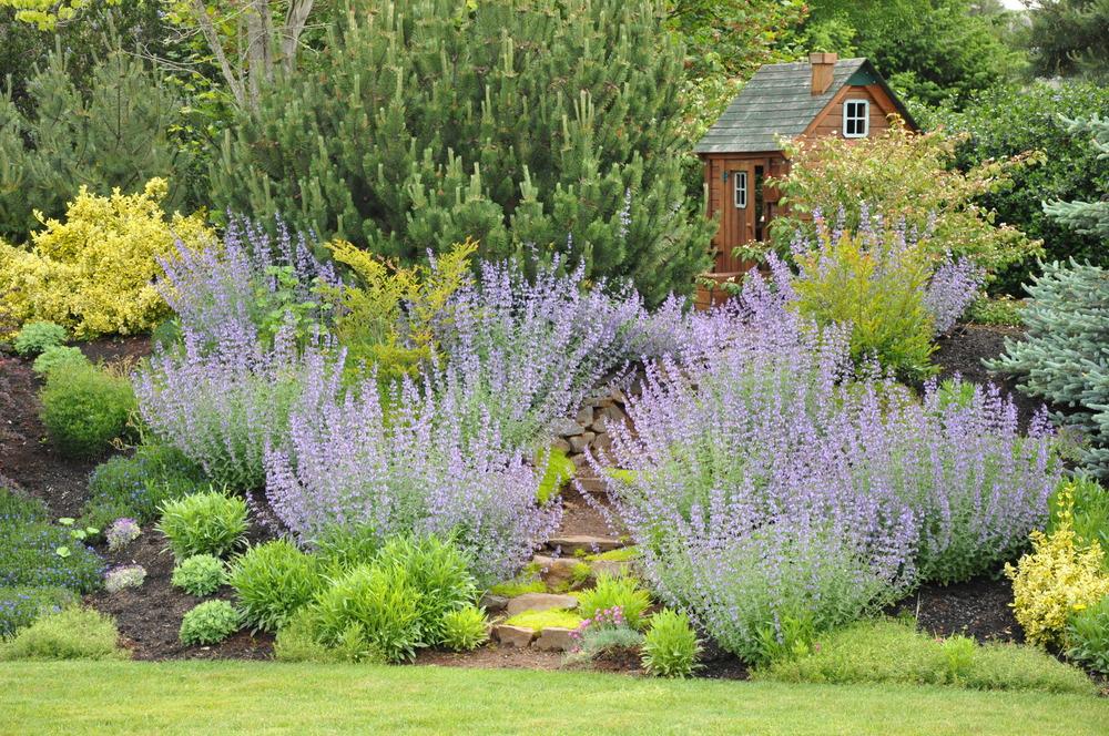 Nepeta-Walker's Low - G1