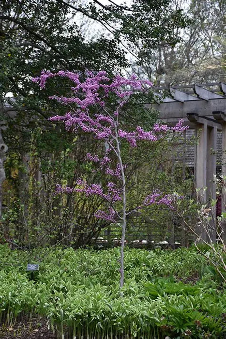 Redbud-Tree Flame Thrower - G7