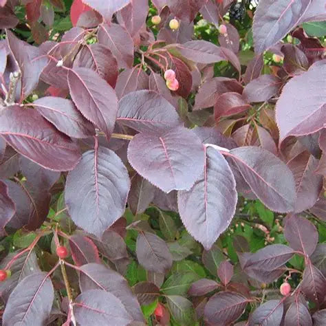 Viburnum-Forest Rouge - G10