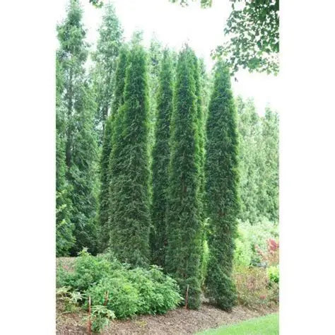 Sting Arborvitae 5 Gallon