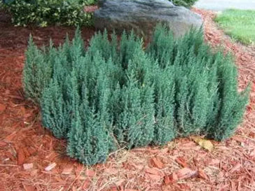 Blue Forest Juniper G2