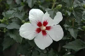 Lil Kim Hibiscus 2 Gallon
