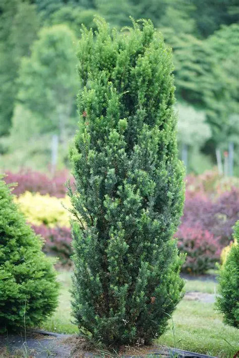 Yew-Stonehenge - G6