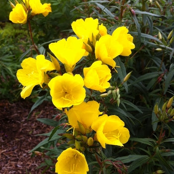 Oenothera-Fireworks - G1