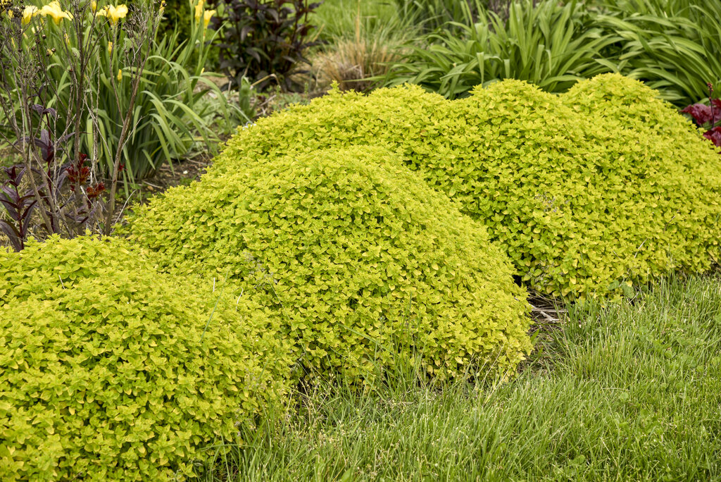 Origanum-Drops of Jupiter - G1