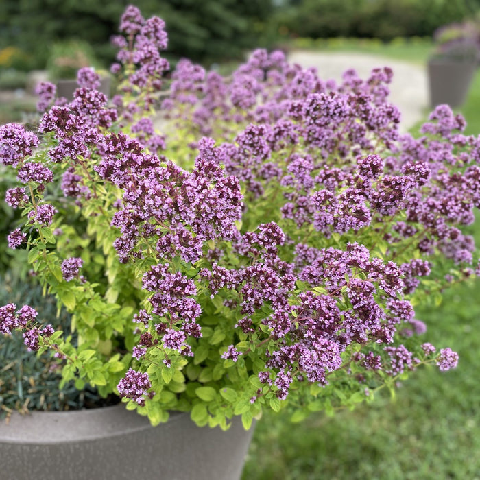Origanum-Drops of Jupiter - G1