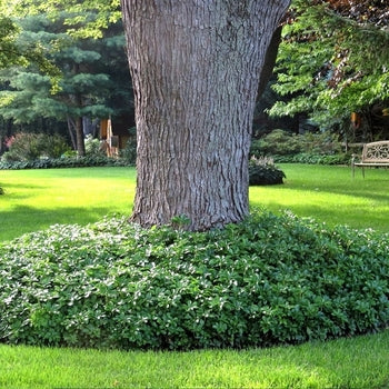 Pachysandra - flat 2.5 (32's)