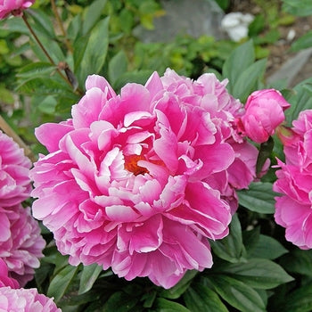 Paeonia-Alexander Flem. - G2/G3