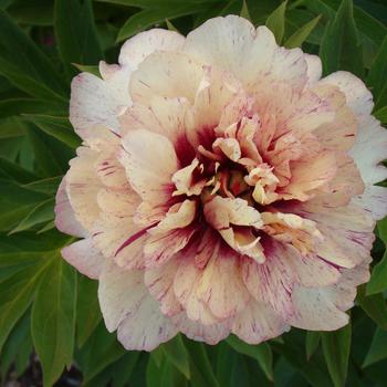 Paeonia-All That Jazz - G2/G3