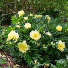Paeonia-Bartzella - G2/G3