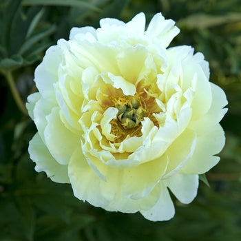 Paeonia-Bartzella - G2/G3