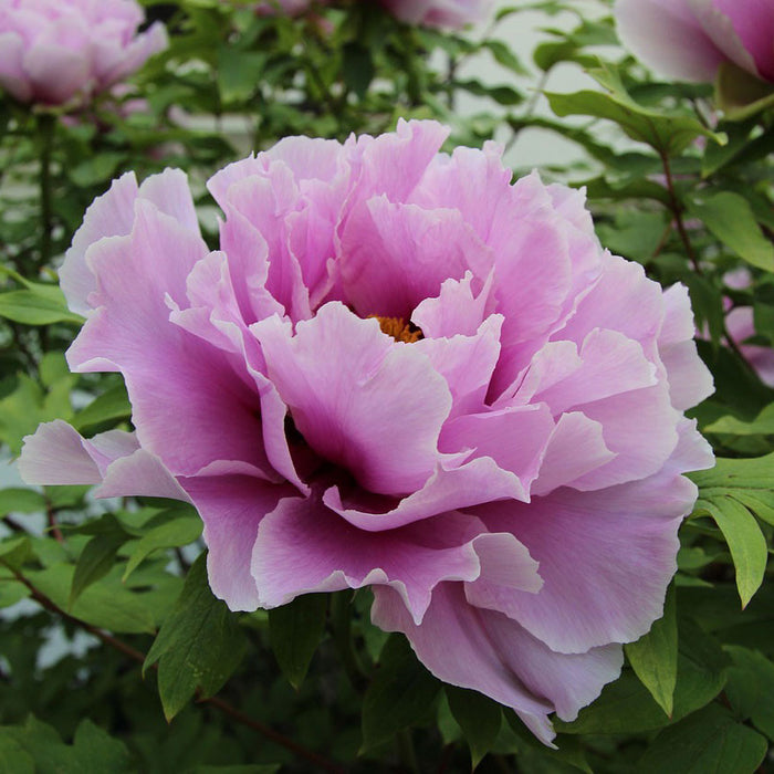 Paeonia-Blue Sapphire - G2