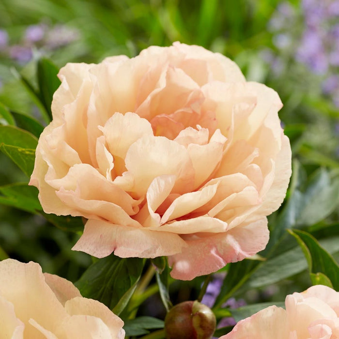 Paeonia-Can. Brilliants - G2/G3