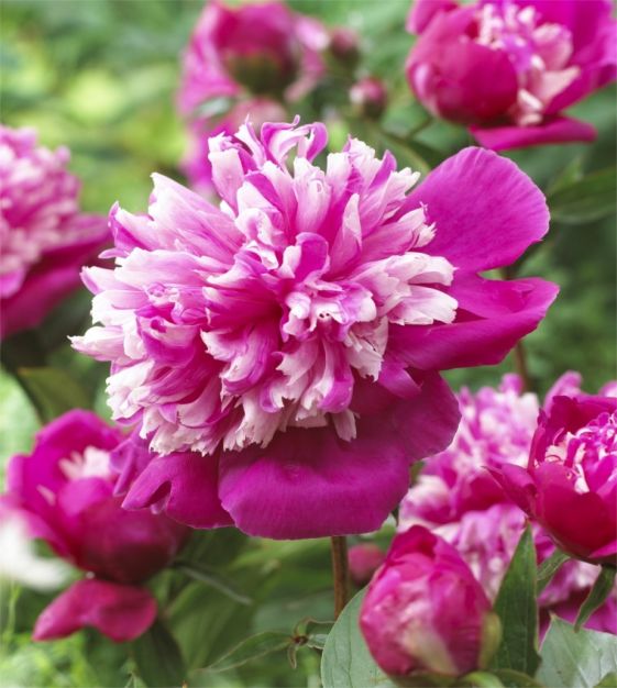 Paeonia-Celebrity - G2/G3