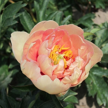 Paeonia-Clouds of Color - G2/G3